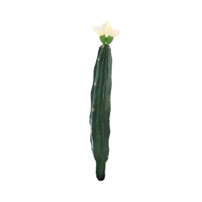 Product vui T Xmhk afbeelding