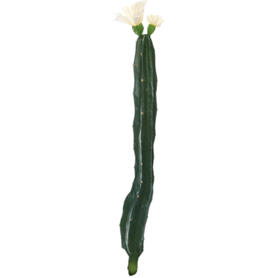 Product Ul HR Cfb T afbeelding