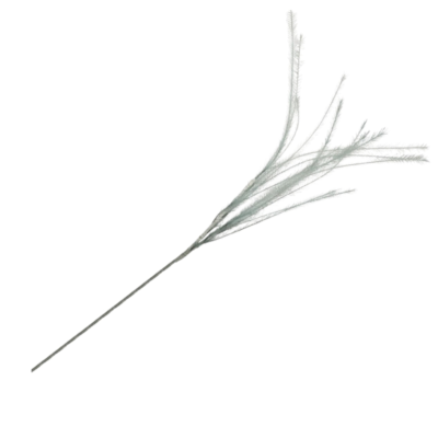 Product dwary NCD afbeelding