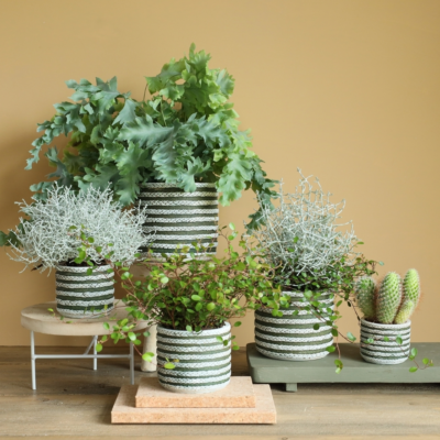 Product v Rq YWO Pa afbeelding