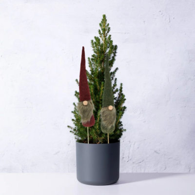 Product X Pp T Zyse afbeelding