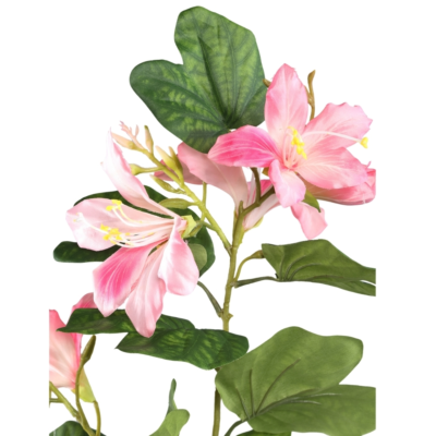 Product R Li W To FN afbeelding