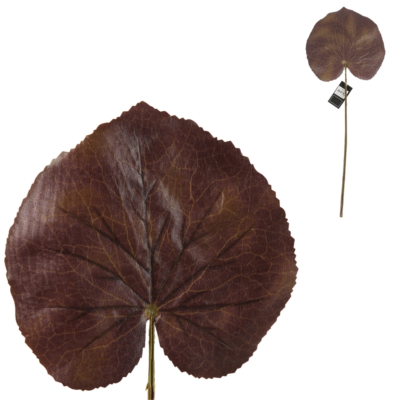 Product En L Qok Xa afbeelding