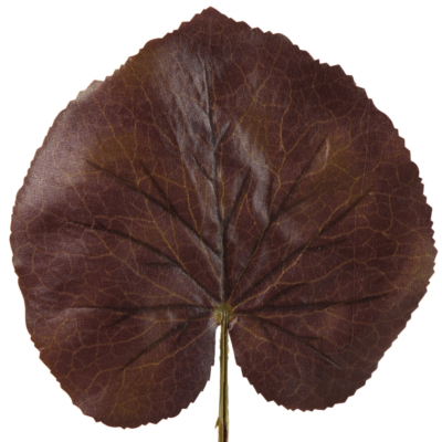 Product Ed HKSRZU afbeelding