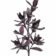 Product o Lfrw BCJ afbeelding