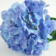 Product Mgtxh IOP afbeelding