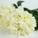Product NEW Pagu K afbeelding