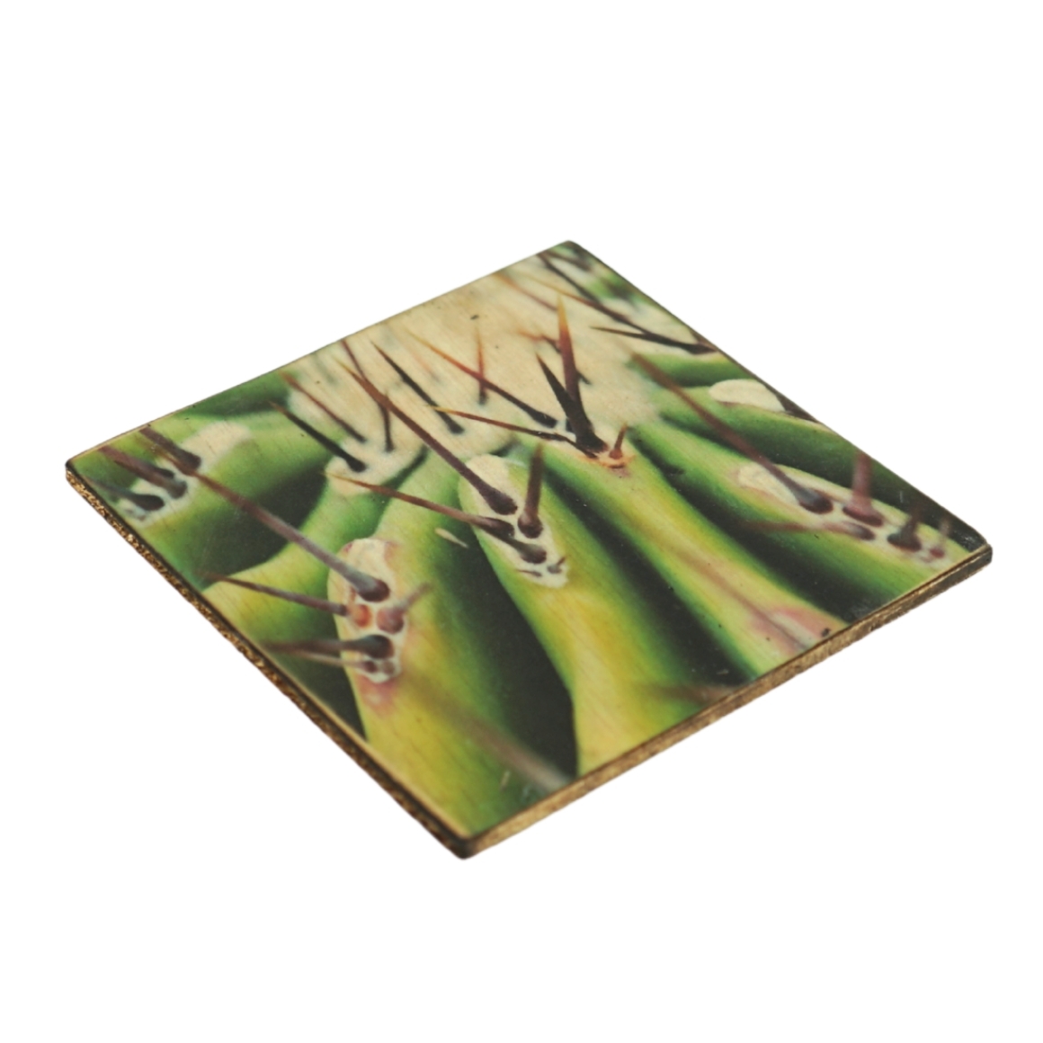 Sottobicchiere Cactus Echinocactus ingens legno 10