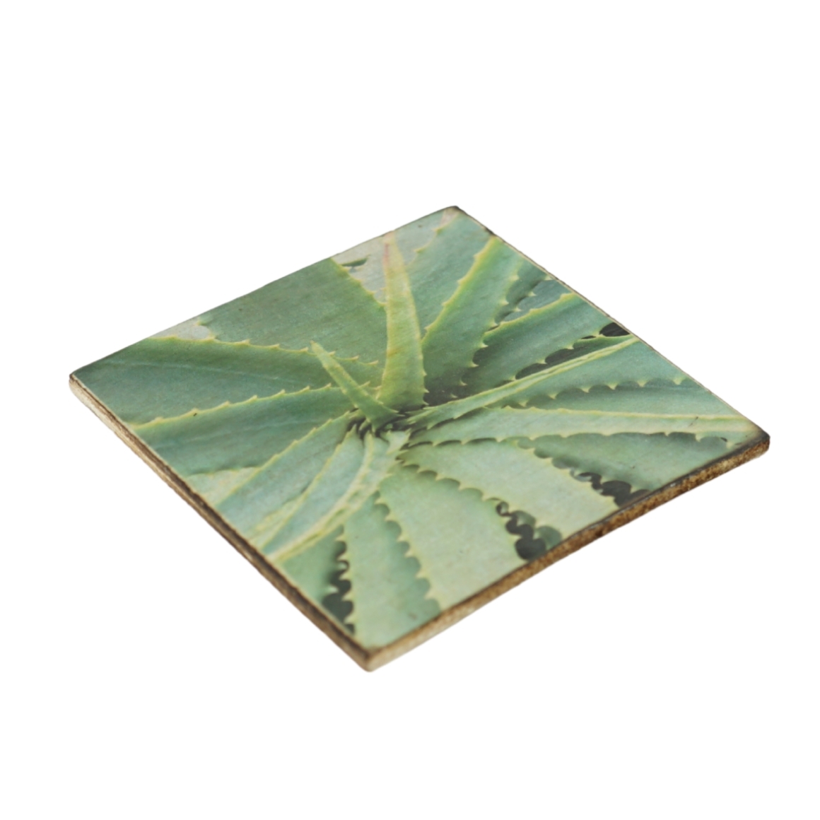 Sottobicchiere in legno con pianta grassa Agave mo